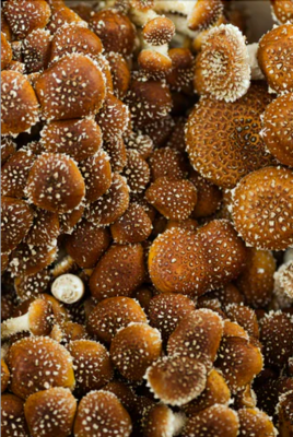 shiitake culture