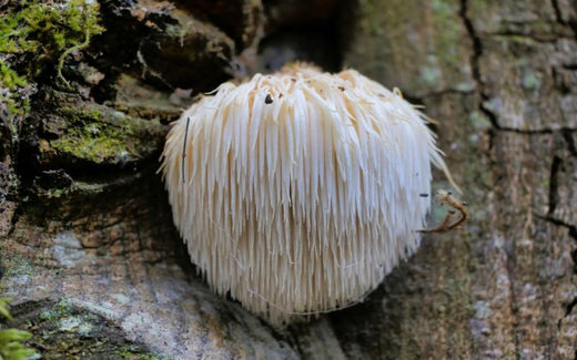 Champignon Lion’s Mane