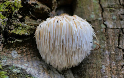 Champignon Lion’s Mane