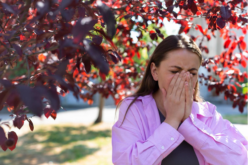 Allergies saisonnières : comment les champignons médicinaux peuvent moduler la réponse immunitaire ? - French Mush
