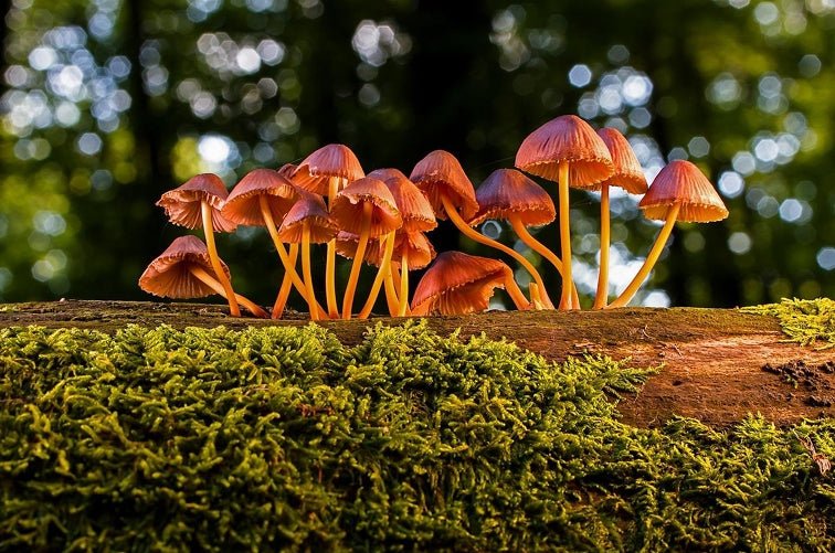 Champignons médicinaux et interactions médicamenteuses : ce qu’il faut savoir - French Mush