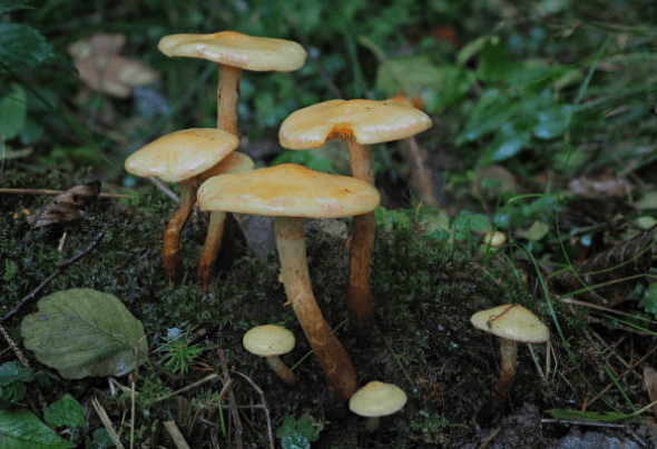 Champignons médicinaux : un aperçu historique et leurs utilisations modernes - French Mush