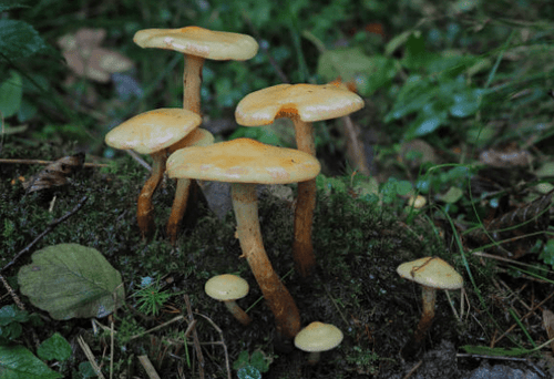 Champignons médicinaux : un aperçu historique et leurs utilisations modernes - French Mush