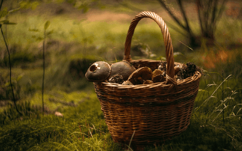 Comment les champignons sont-ils utiles aux humains ? - French Mush