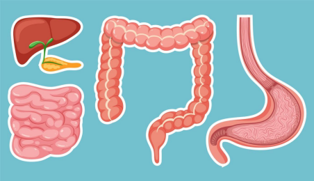 Comment les champignons médicinaux influencent ils la microbiote et la digestion ?