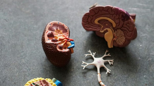 Les effets du Lion's Mane sur la stimulation de la myélinisation - ce que disent les recherches