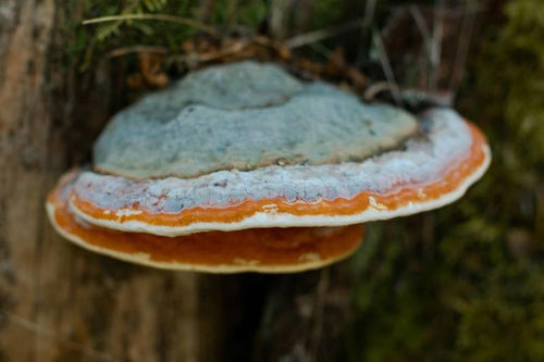 Est-ce que le chaga fait maigrir ? - French Mush