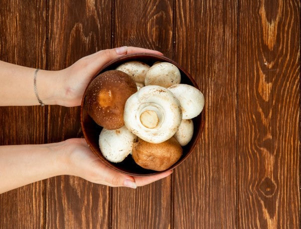  extraits de champignons