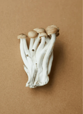 Le champignon shiitake : l’incroyable champignon aux 1000 vertus - French Mush