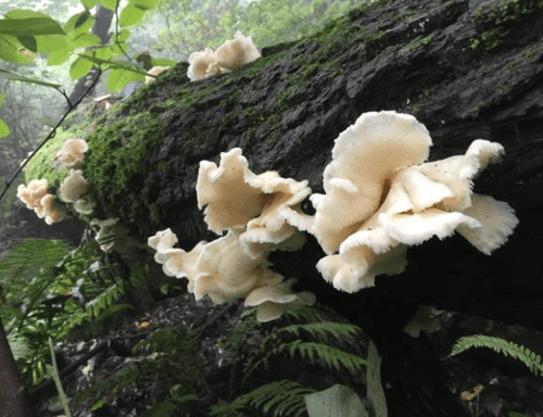 Les incroyables bienfaits du Lion's Mane pour notre santé - French Mush