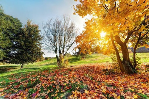 Les meilleures plantes et champignons adaptogènes pour l’automne - French Mush
