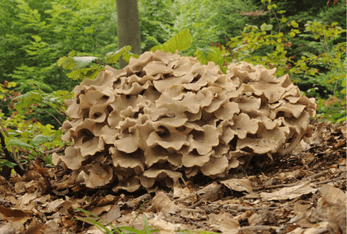 Polyporus umbellatus : Le champignon médicinal méconnu aux propriétés impressionnantes - French Mush