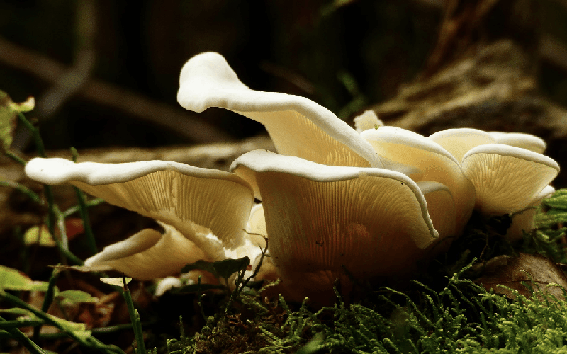 Pourquoi les champignons sont-ils médicinaux ? - French Mush