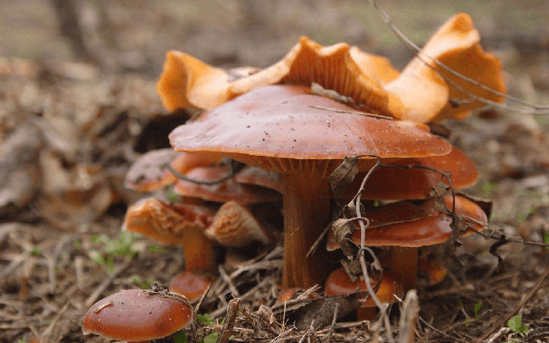 Quels goûts ont les champignons médicinaux ? - French Mush