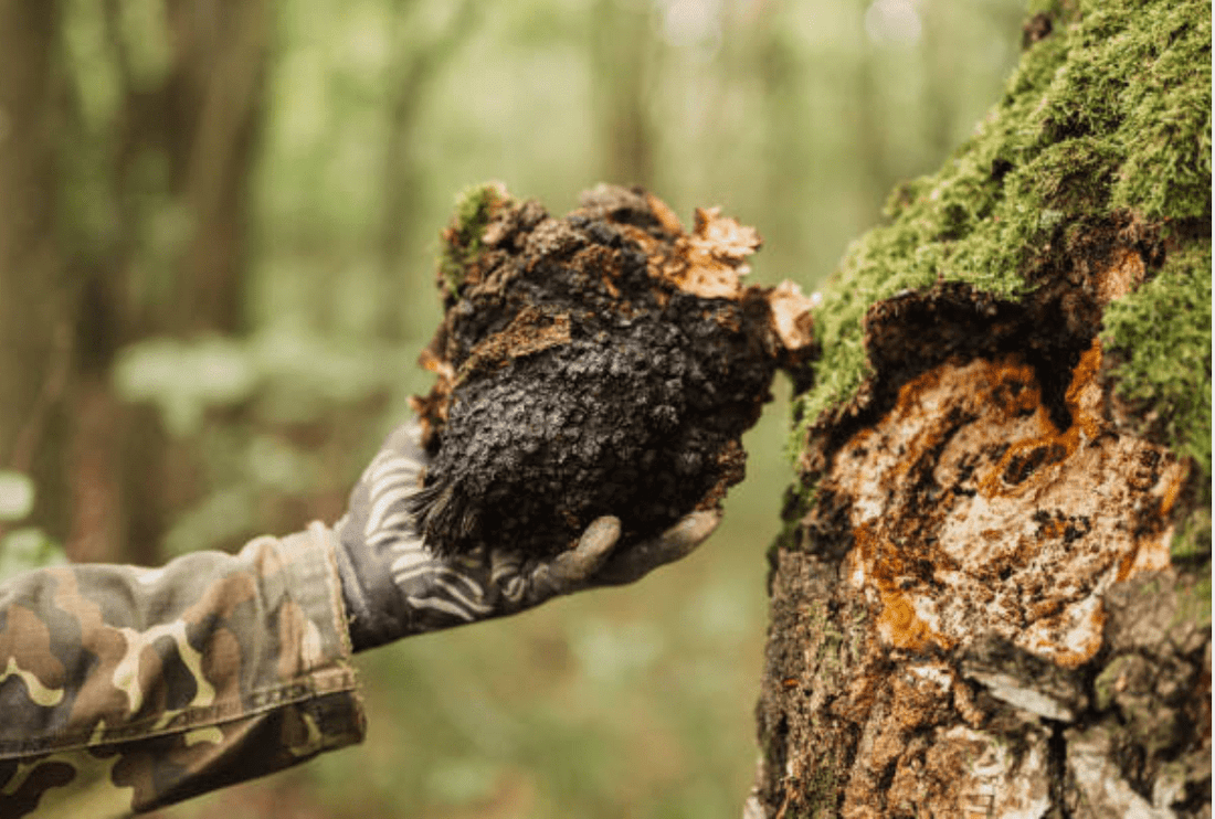 Quels sont les atouts nutritionnels méconnus du Chaga ? - French Mush