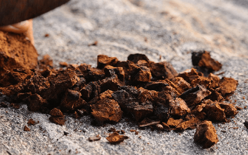 Quels sont les bienfaits du chaga ? - French Mush