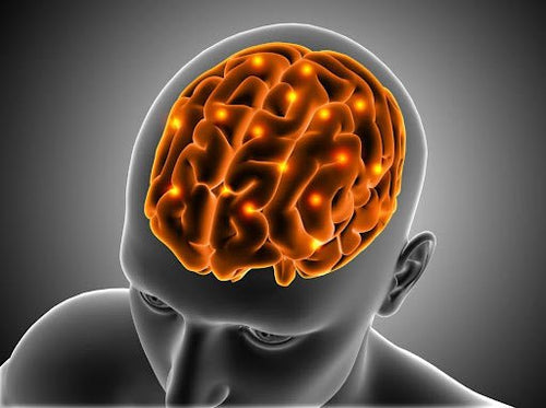Qu’est-ce qu’un nootropique ? Définition, effets et bienfaits naturels sur le cerveau - French Mush