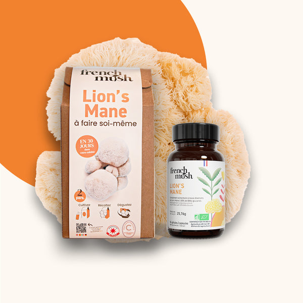 Kit de culture Lion's Mane