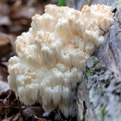 French Mush compléments alimentaires à base d'extraits de champignons médicinaux biologiques fabriqués en France - lion's mane Brut