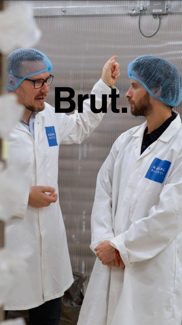 French Mush compléments alimentaires à base d'extraits de champignons médicinaux biologiques fabriqués en France - extraction aux ulstrasons - BRUT - mycotherapie - 4 à 8 fois plus efficace Produit le plus dosé d'Europe Cultivé en France et en Finlande Extraction breveté